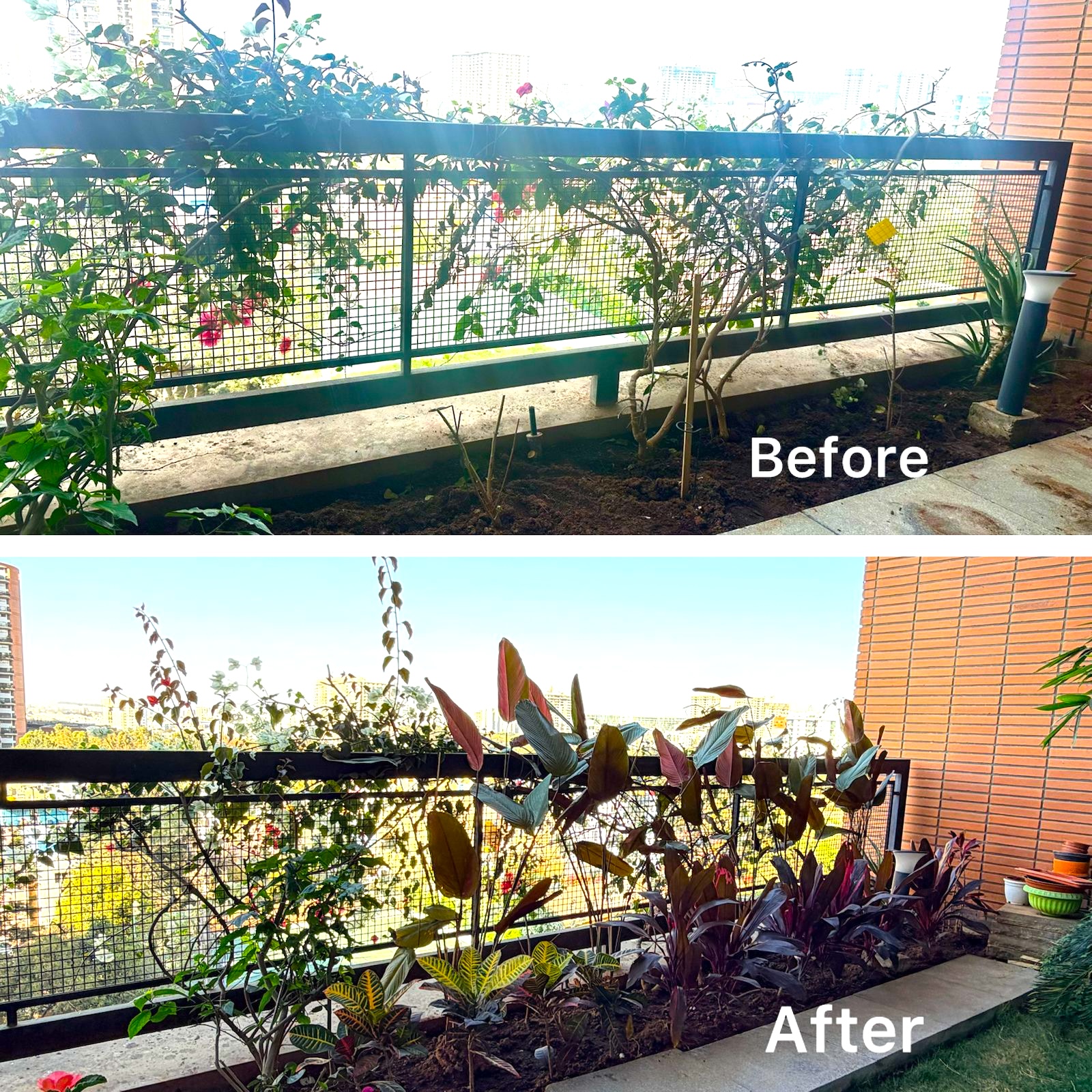 Lush balcony transformation - Nuvvy plant care Bangalore