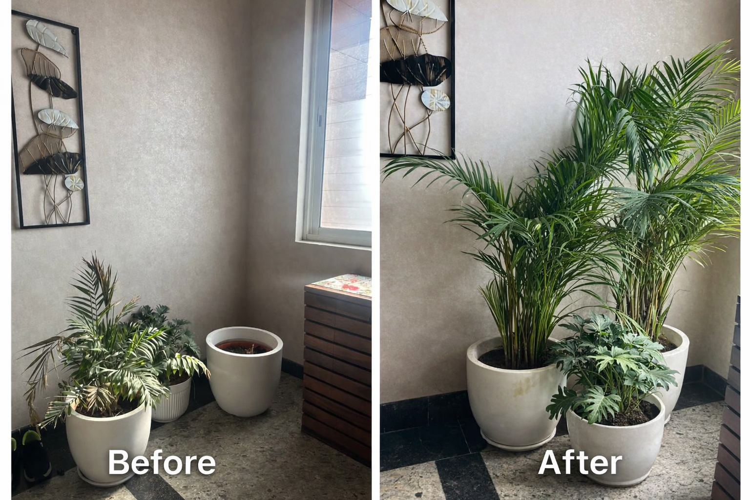 Balcony garden transformation in Whitefield Bangalore - Nuvvy care