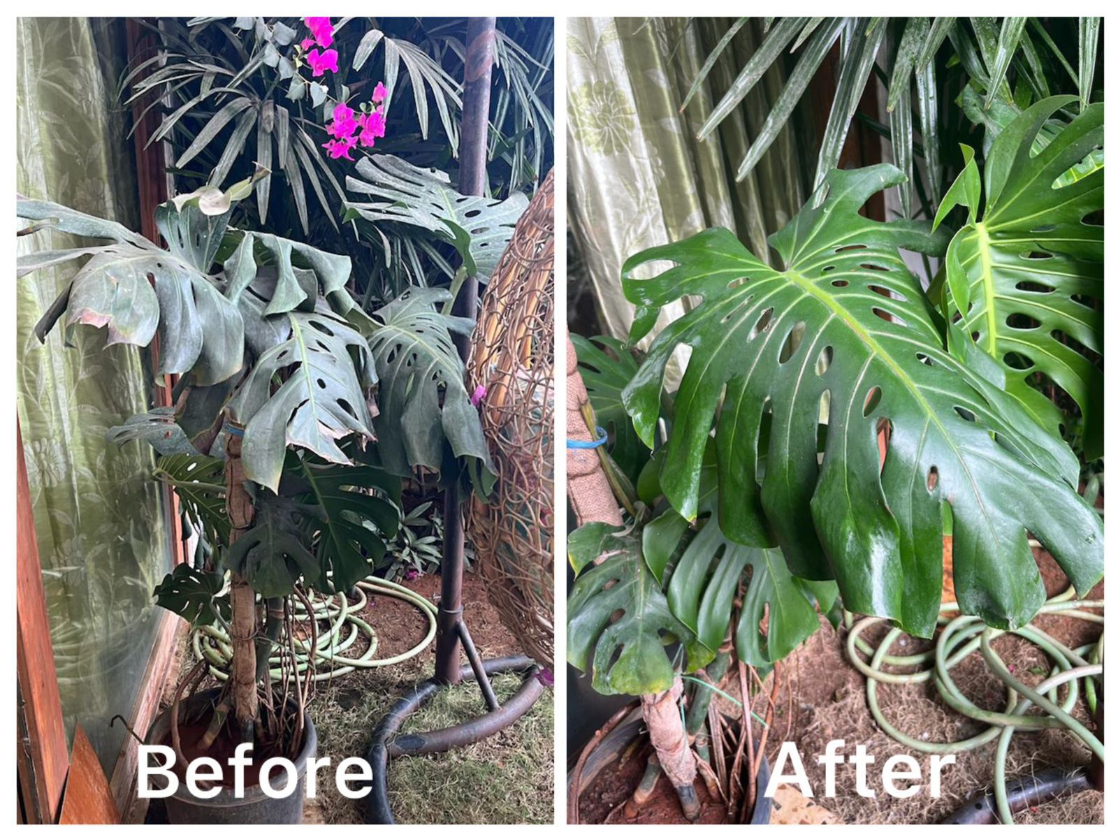 Green balcony maintained by Nuvvy horticulturists in Bangalore