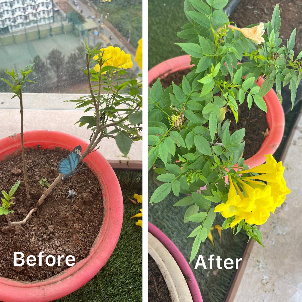 Before and after balcony makeover by Nuvvy in Whitefield