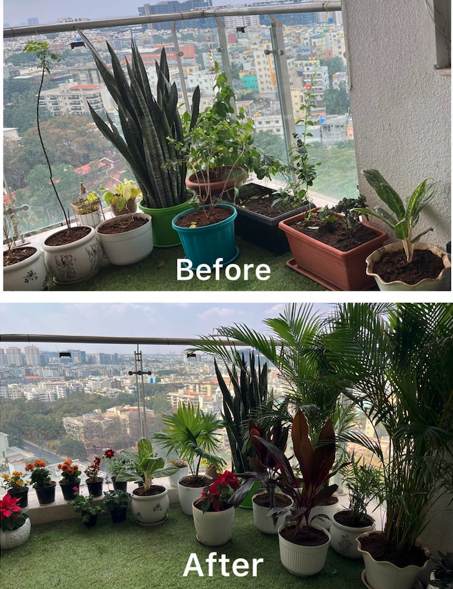 Healthy balcony garden in Bangalore society maintained by Nuvvy
